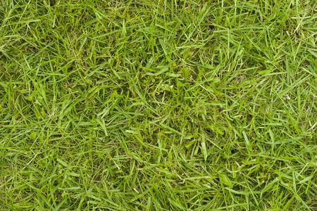 The texture of grass. The image fragment of real lawn after trimming. Cloudy weather has allowed to provide a wide range of tones, the colors are real. White balance is checked by the gray cardの写真素材