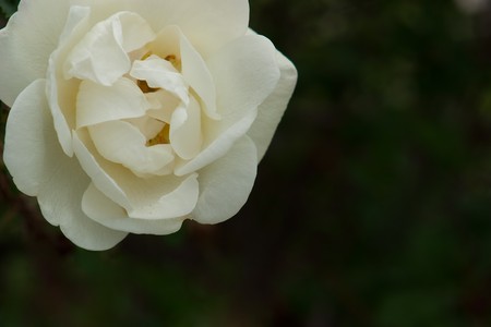 Tea rose, the original の写真素材