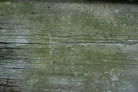 Old wooden texture. The paint is faded and cracked, you can see small cracks. Uniform illumination and a wide tonal range, sharpness is not increased. For any designer's purposesの写真素材