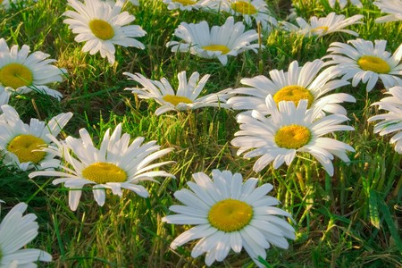 White daisies in a meadow, close-up.  Focus on the middle part of the image (second row of daisies)の写真素材