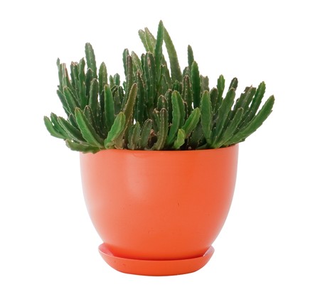 Houseplant isolated on a white backgroundの写真素材