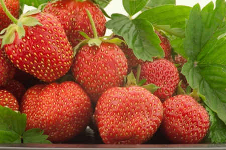 Heap of a lot of fresh red strawberriesの写真素材