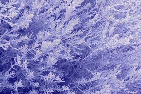 Christmas background, a design element. An image of an unknown plant, tinted in winter coloursの写真素材