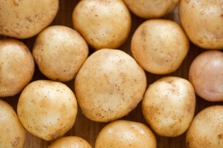 Potato close up. Many young potatoesの写真素材