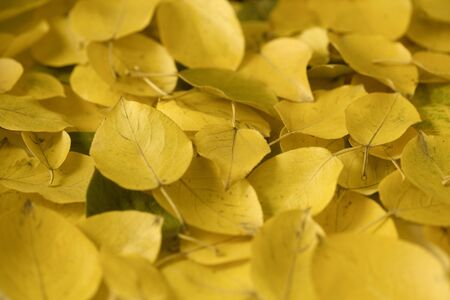 Yellow autumn leaves. Abstract beautiful backdrop for any purposeの写真素材