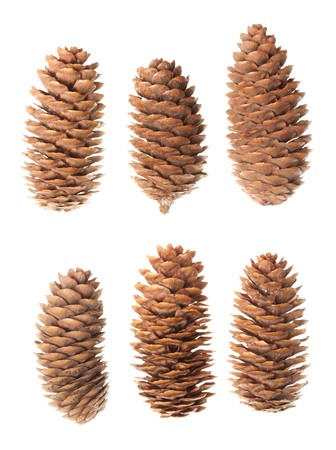 Set of pine conesの写真素材