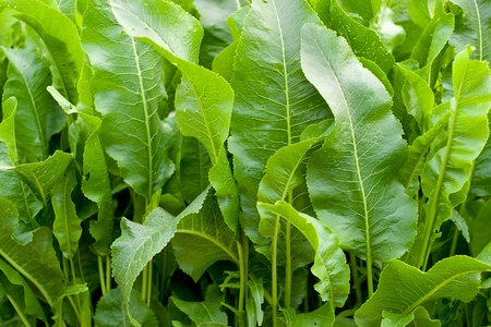 Green vegetationの写真素材