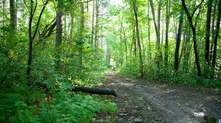 Forest landscape