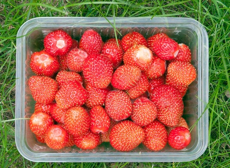 Strawberriesの写真素材