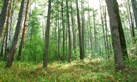 Forest landscapeの写真素材