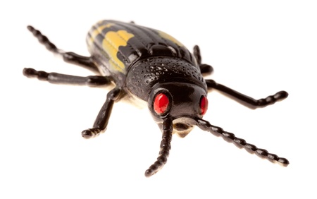 Black beetleの写真素材