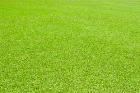 Green grassの写真素材