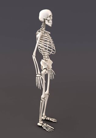 Skeleton of a gray backgroundの写真素材