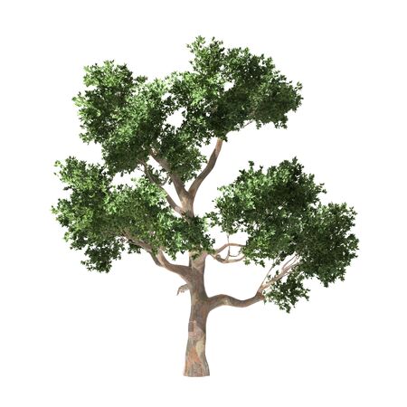 Tree isolatedの写真素材