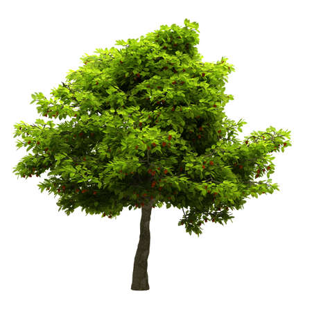 Tree isolatedの写真素材