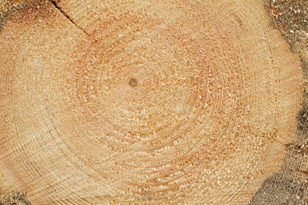 Close up texture of wood. の写真素材