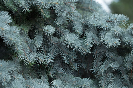 Natural spruce branches, needles closeup. Christmas greens