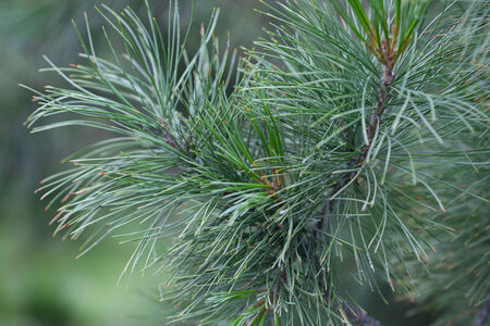 Natural spruce branches, needles closeup. Christmas greensの写真素材