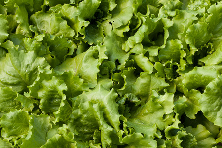Young seedlings of lettuce in the fieldの写真素材