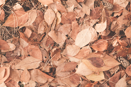 Autumn leaves background. Ready design element. Color correction, toningの写真素材