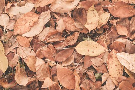 Autumn leaves background. Ready design element. Color correction, toningの写真素材