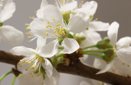 The balmy breath of spring: a branch with lots of white flowers close-upの写真素材