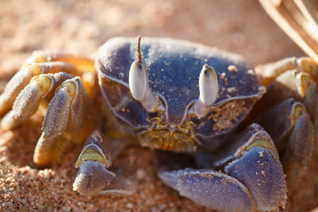 Red Sea ghost crab, Ocypode saratan sitting on the sand, the morning light, the Red Sea coast, near...
