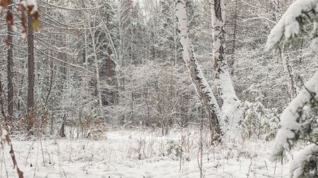 Winter scene with snow covered treesの写真素材
