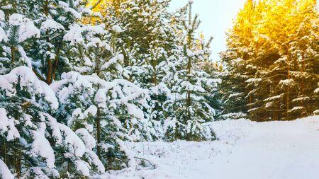 Winter scene with snow covered treesの写真素材