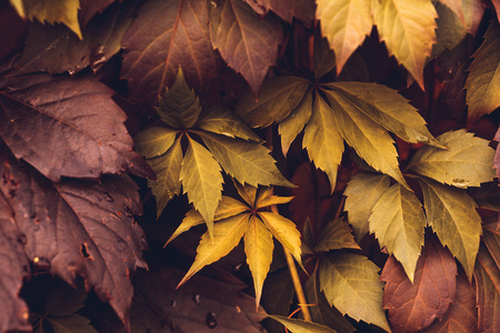 Close up of Autumn Virginia Creeper leaves, Macro of Autumn Wild Grape leaves, Colorful Leaves Of Creeper Plant As Fall Season Halloween Backgroundの写真素材