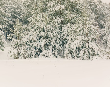 Wintry Landscape Scenery With Flat County And Woods, Snow Landscape Background For Retro Christmas Card, Winter Trees In Wonderland. Winter Scene, Christmas, New Year Background, Winter's Taleの写真素材