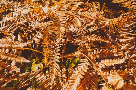 Close Up of Dry Yellow Autumn Fern Leaves on Foreground, Fall Colors and Autumn Forest Concept, Botanical Background, Natural Design Element For Halloween Poster And Season Art Countryside Backgroundの写真素材