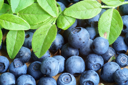Freshly Picked Blueberry, Blueberries, Fresh Berry, Berries, Bilberry, Bilberries with Green Leaves on Rustic Table, Wildberry on Wooden Background, Blaeberry Antioxidant, Healthy Eating, Nutritionの写真素材