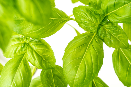 Green Fresh Basil Herb Leaves Closeup, Basil Plant Growing in a Flower Pot in the Garden, Gardening, Agriculture and Culinary Concept, Herb Garden, Food Background, Basil Herb to Be Used for Cookingの写真素材