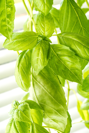 Green Fresh Basil Herb Leaves Closeup, Basil Plant Growing in a Flower Pot in the Garden, Gardening, Agriculture and Culinary Concept, Herb Garden, Food Background, Basil Herb to Be Used for Cookingの写真素材