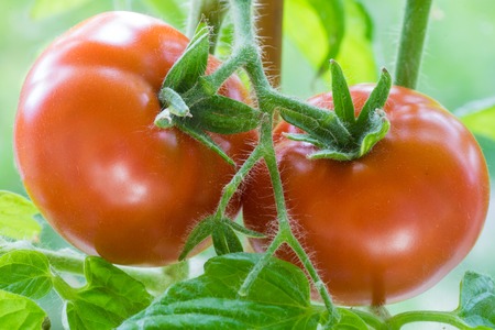 Ripe Tomatoes Growing on the Branches, Cultivated in the Garden, Gardening, Agriculture and Culinary Concept,  Food Background, Growth Tomatoの写真素材