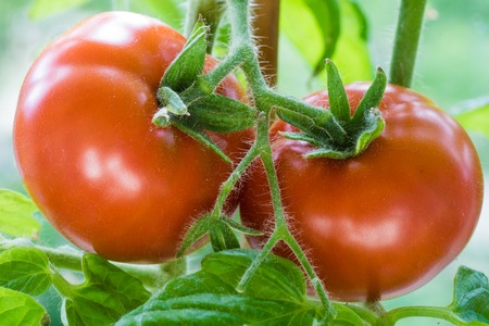 Ripe Tomatoes Growing on the Branches, Cultivated in the Garden, Gardening, Agriculture and Culinary Concept,  Food Background, Growth Tomatoの写真素材