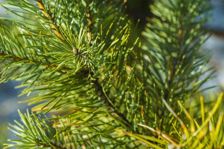 Brightly Green Prickly Branches of Pine, Close Up of a Green Pine Tree, Background from Branches of...