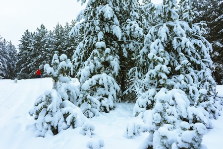 Whitened Fir Trees with Fresh Snow, Lovely Winter Scenery, Majestic White Spruces Glowing by Sunlight, Wintry Scene, Winter Snow-Covered Trees in the Ural Mountains, Winter Landscapeの写真素材