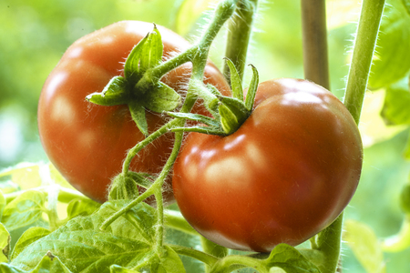 Two Tomatoes Growing on Plant, Home Gardening, Homegrown Ripe Red Tomatoes are on the Green Foliage Background, Hanging on the Vine of a Tomato Tree in the Garden Closeup, Cultivated in the Greenhouseの写真素材