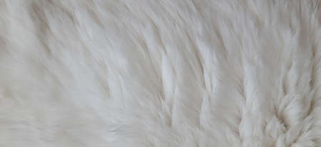 Cat Fur Texture Pattern Background, Natural Long HairÂ Fur Texture Top View,Â White Clean Wool,Â Light Natural Sheep WoolÂ CottonÂ Texture of Fluffy Fur,Â Close-up Fragment White Wool CarpetÂ Sheepskinの写真素材