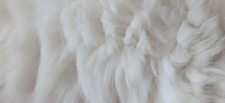 Cat Fur Texture Pattern Background, Natural Long HairÂ Fur Texture Top View,Â White Clean Wool,Â Light Natural Sheep WoolÂ CottonÂ Texture of Fluffy Fur,Â Close-up Fragment White Wool CarpetÂ Sheepskinの写真素材