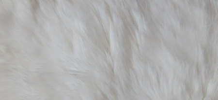Cat Fur Texture Pattern Background, Natural Long HairÂ Fur Texture Top View,Â White Clean Wool,Â Light Natural Sheep WoolÂ CottonÂ Texture of Fluffy Fur,Â Close-up Fragment White Wool CarpetÂ Sheepskinの写真素材