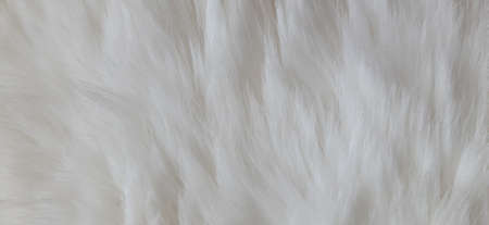 Cat Fur Texture Pattern Background, Natural Long HairÂ Fur Texture Top View,Â White Clean Wool,Â Light Natural Sheep WoolÂ CottonÂ Texture of Fluffy Fur,Â Close-up Fragment White Wool CarpetÂ Sheepskinの写真素材
