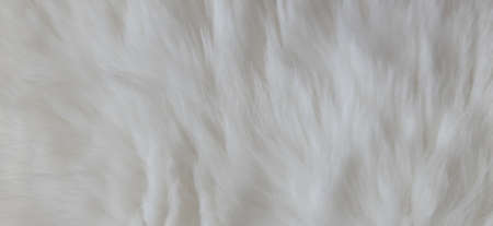 Cat Fur Texture Pattern Background, Natural Long HairÂ Fur Texture Top View,Â White Clean Wool,Â Light Natural Sheep WoolÂ CottonÂ Texture of Fluffy Fur,Â Close-up Fragment White Wool CarpetÂ Sheepskinの写真素材