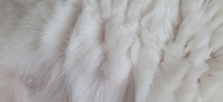 Cat Fur Texture Pattern Background, Natural Long HairÂ Fur Texture Top View,Â White Clean...