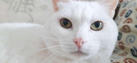 Portrait of Pure White Cat, Front View, Close-up CatÂ Starring at Cameraの写真素材
