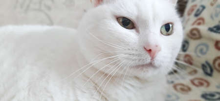 Portrait of Pure White Cat, Front View, Close-up CatÂ Starring at Cameraの写真素材