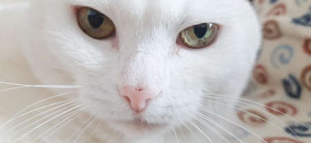 Portrait of Pure White Cat, Front View, Close-up CatÂ Starring at Cameraの写真素材