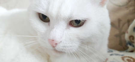 Portrait of Pure White Cat, Front View, Close-up CatÂ Starring at Cameraの写真素材